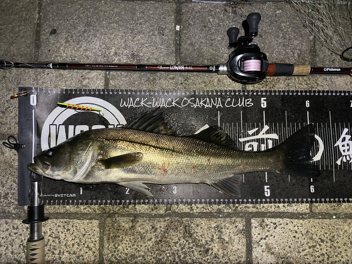 3ilsp9's tweet image. 昨日はﾖｯﾒを連れて港湾バチ調査！
バチ抜けドンピシャの潮回りでメジャーポイントなのにガラガラ😂

おかげで魚は擦れてなくて、20cmくらいのセイゴから60アップのスズキまで各種遊んでくれました🎣🎣

ﾖｯﾒも初シーバスキャッチで癒シーバスでした🐟😂

#Fishman
#DUO