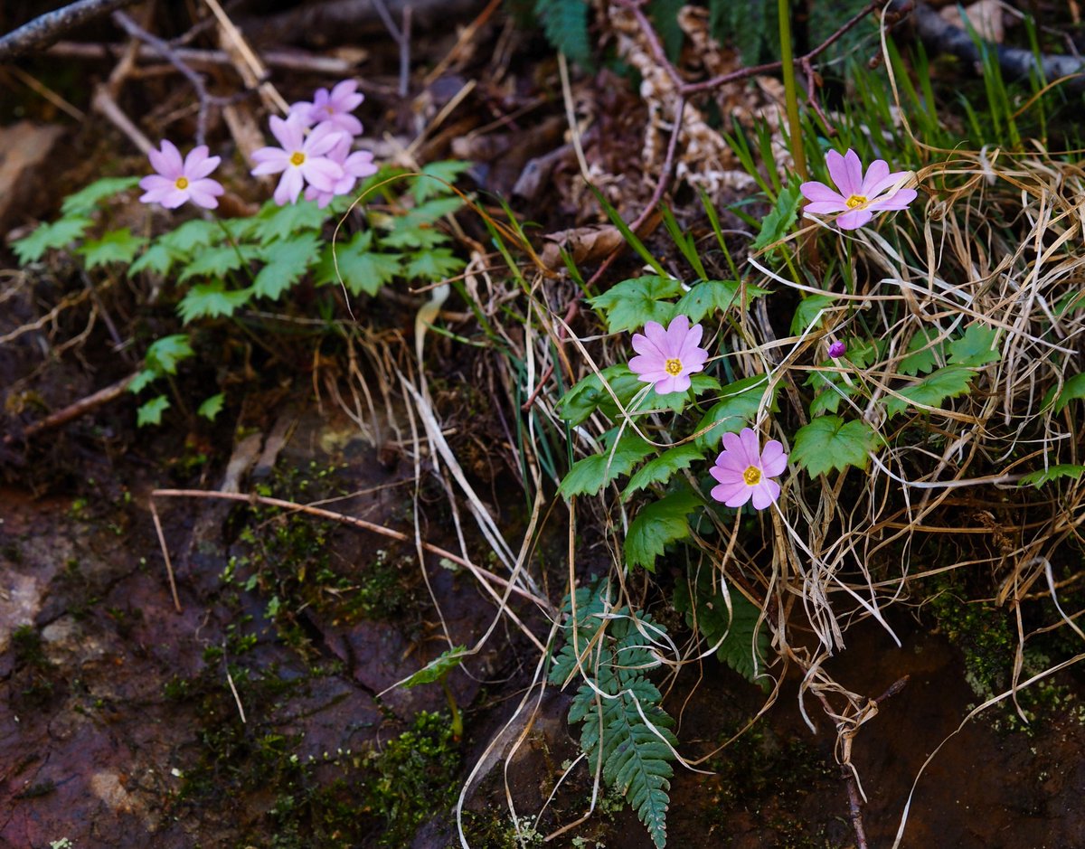 XguJo's tweet photo. ヒダカイワザクラ
Primula hidakana var. hidakana
日高山脈の岩場にほぼ固有する絶滅危惧種
今回、新しい自生地を見つけた
アポイ岳を除いて、僕が知ることになった自生地は3カ所目　嬉しいですね
北海道日高地方　2026.4.21

#NoWar
#NoNuclear
#戦争に反対するお花畑の会 https://t.co/ipmD7Nmt6w