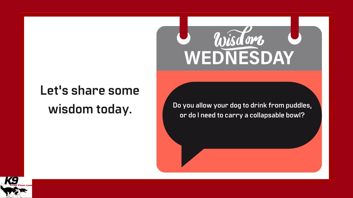 K9TrailTime's tweet image. Let's talk about on the go hydration 

Do you have a water bowl or bottle for your dog?
Do you just allow your dog to drink from puddles and streams?

#wisdomwednesday #canicrossrules #sharedwisdom #k9trailtime #dogsport