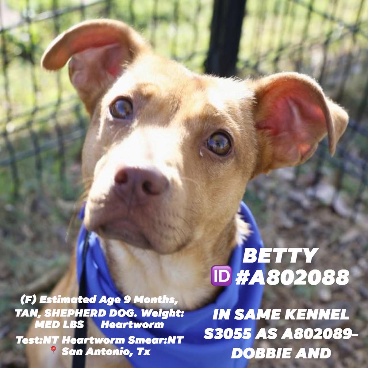 Ashes_666_'s tweet image. 9 month old Betty—kennelled with Dobbie and Timmy, is going to be euthanized today 4/22 at San Antonio ACS. #like #comment #share #repost #boost #adopt #AdoptDontBuy #adoptdontshop #RescueMe #FostersSaveLives #FosterMe #Pledge4Rescue #PLEDGES #texas #puppy #cutepuppy #help