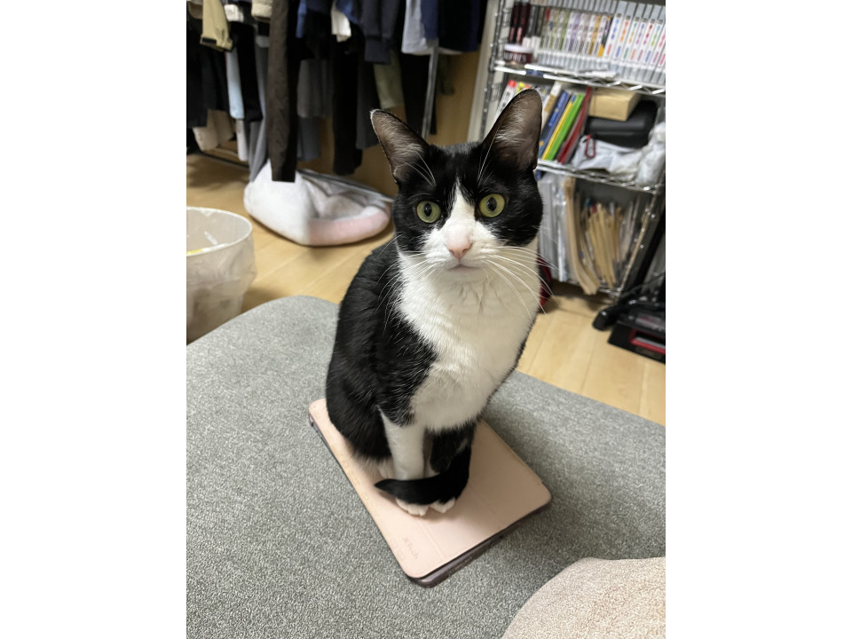 【ネコジルシ】迷い猫情報 tweet media