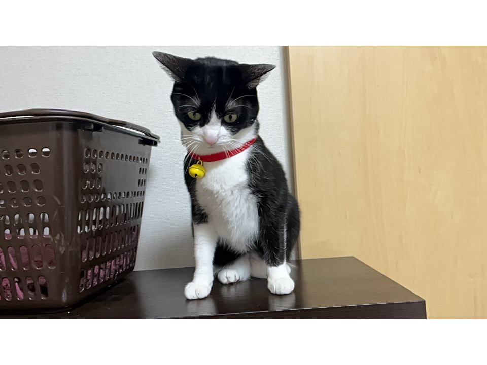 【ネコジルシ】迷い猫情報 tweet media