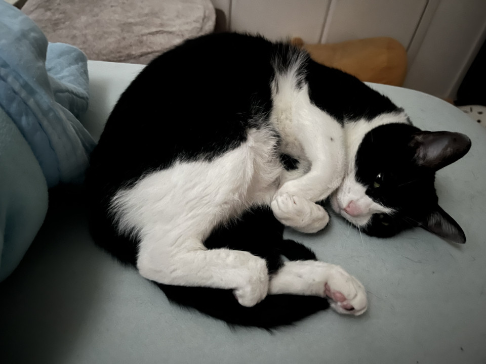 【ネコジルシ】迷い猫情報 tweet media