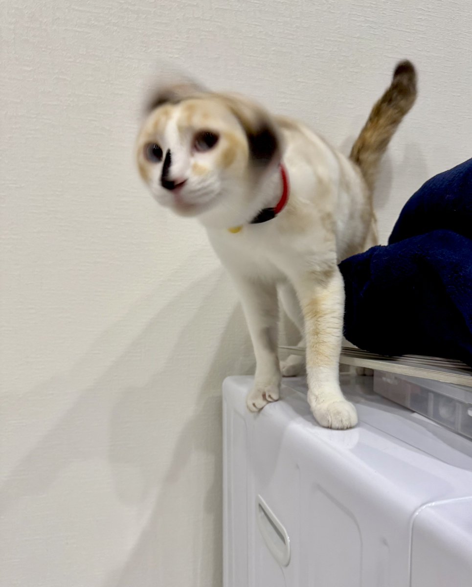 七三分けみたいになっててワロタ