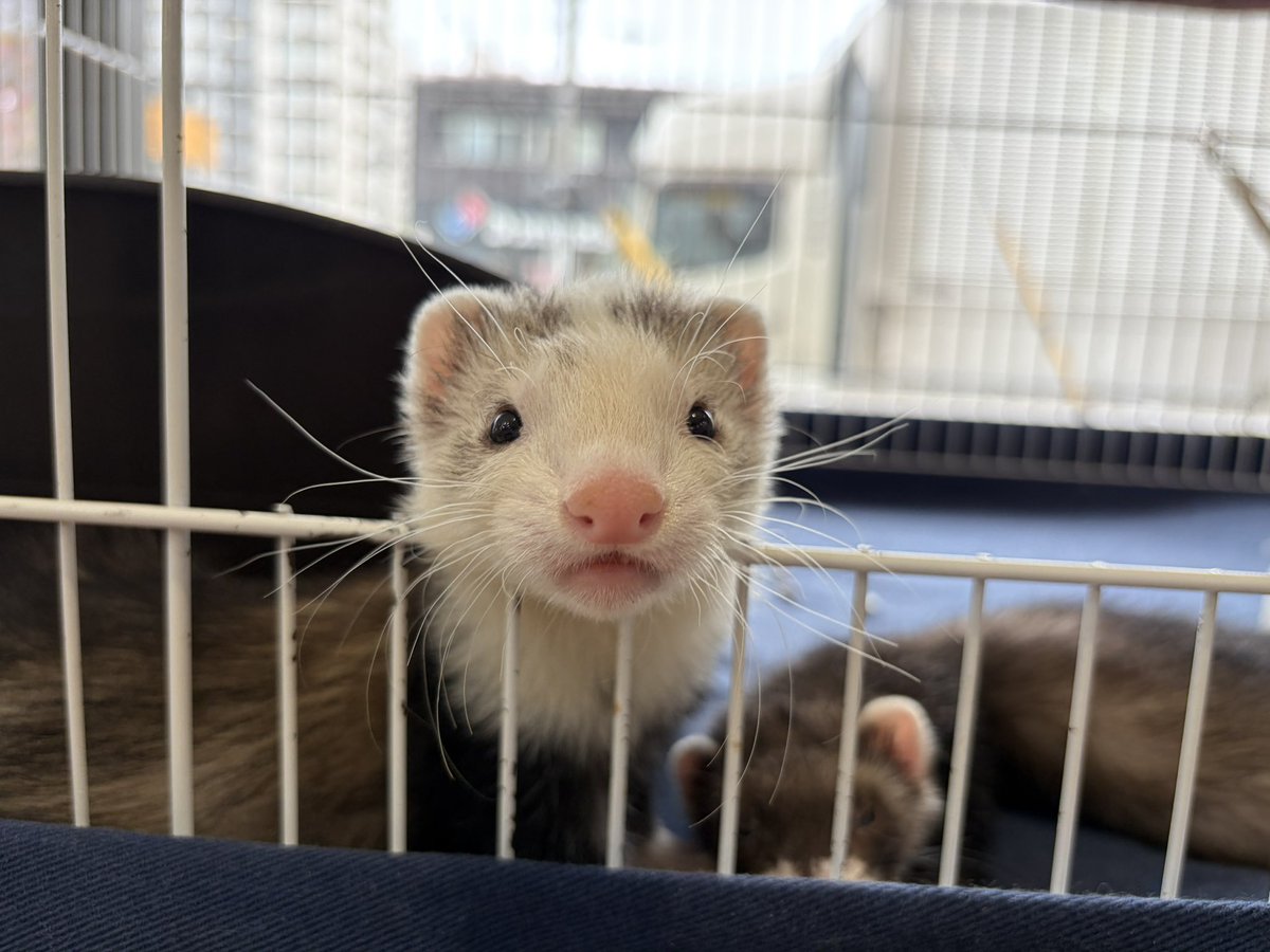 こんなにカワイイのにまだお迎えが決まっておりません💦‼️

1/31生まれの、
マーシャルフェレット ブレイズくんです。