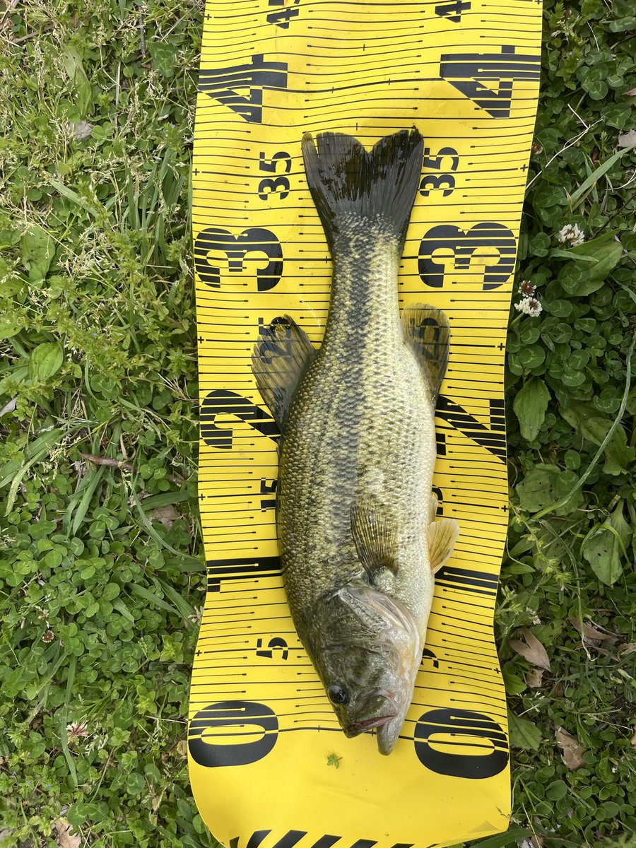 まるめん tweet media