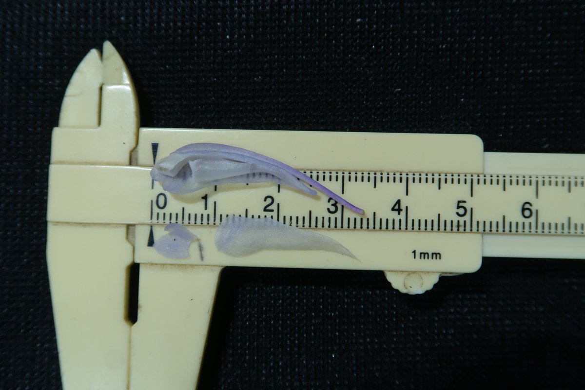 （株）東京オーキット・ナーセリー tweet media