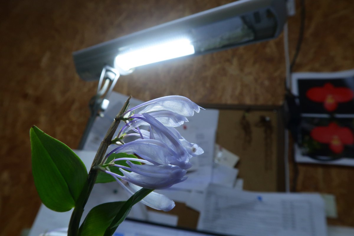 （株）東京オーキット・ナーセリー tweet media