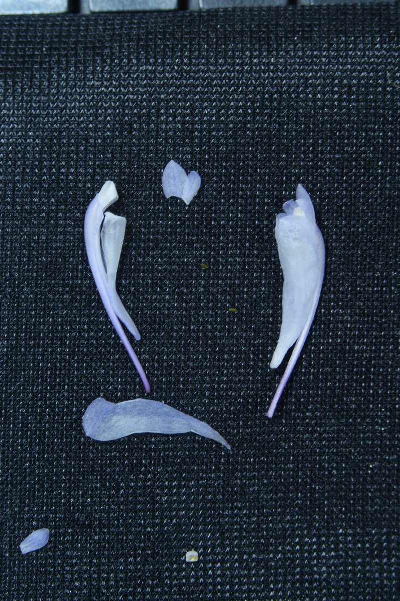 （株）東京オーキット・ナーセリー tweet media