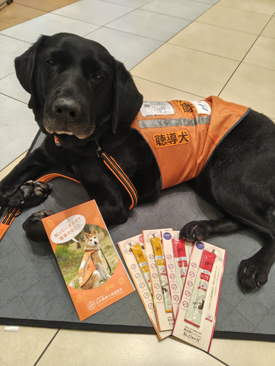 (公式)公益社団法人 日本聴導犬推進協会 tweet media