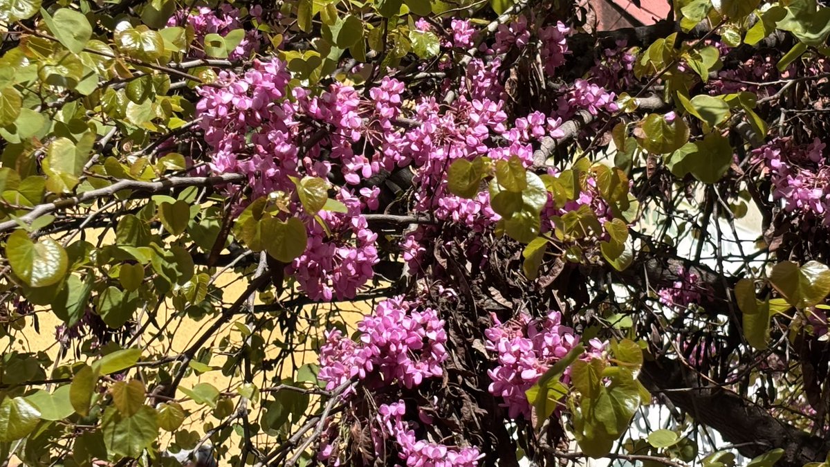 lucasfh1976's tweet image. #anewdayhascome #comienzaunnuevodía