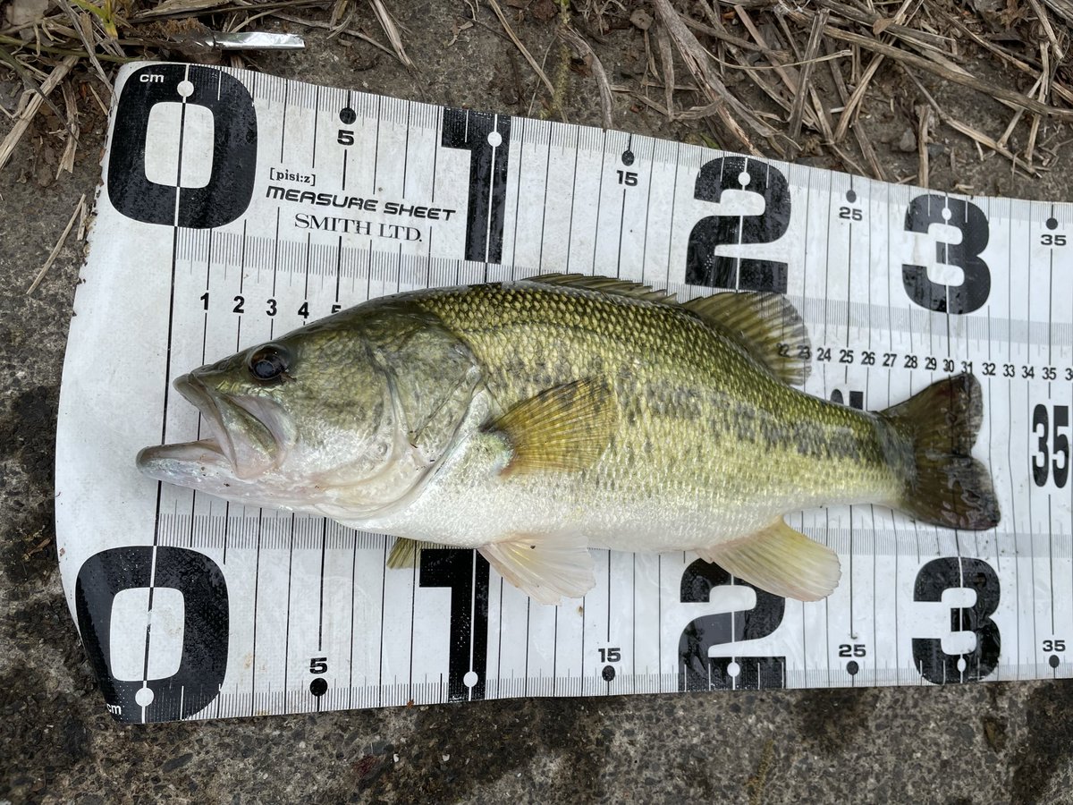 ポンコツバス釣りおじさん tweet media