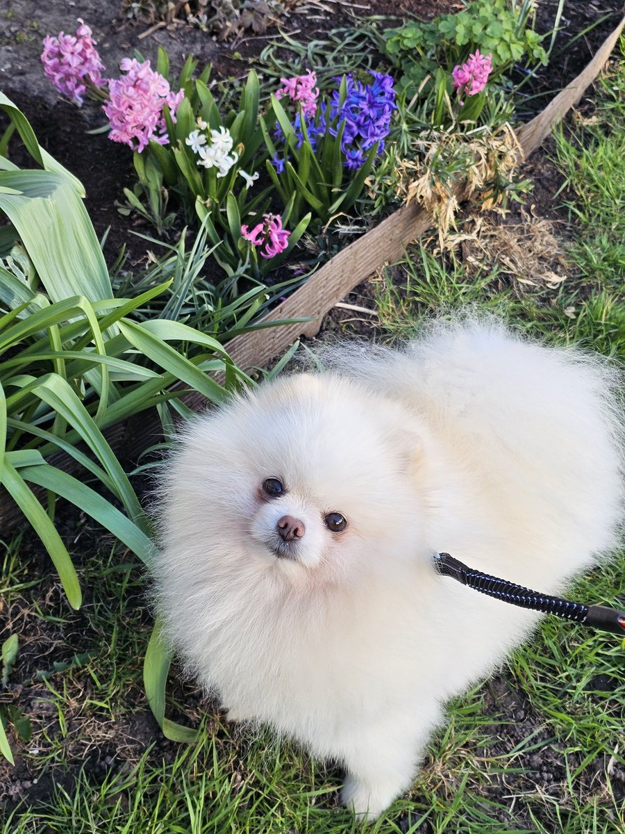 трошки весняного настрою від лінкольна