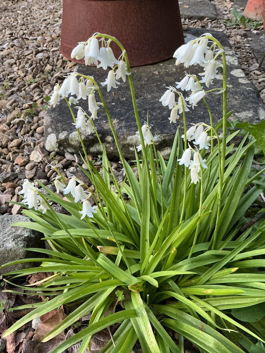 Ella Beard tweet media