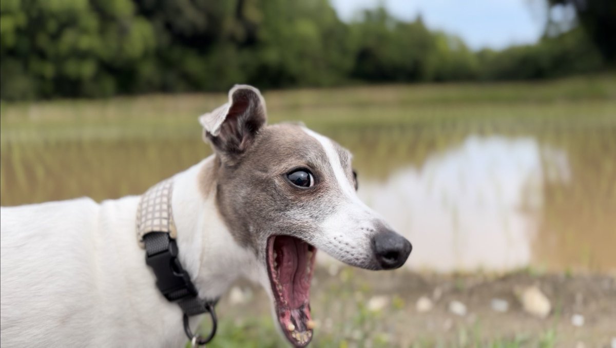 スリッシャーズアクアリウム tweet media