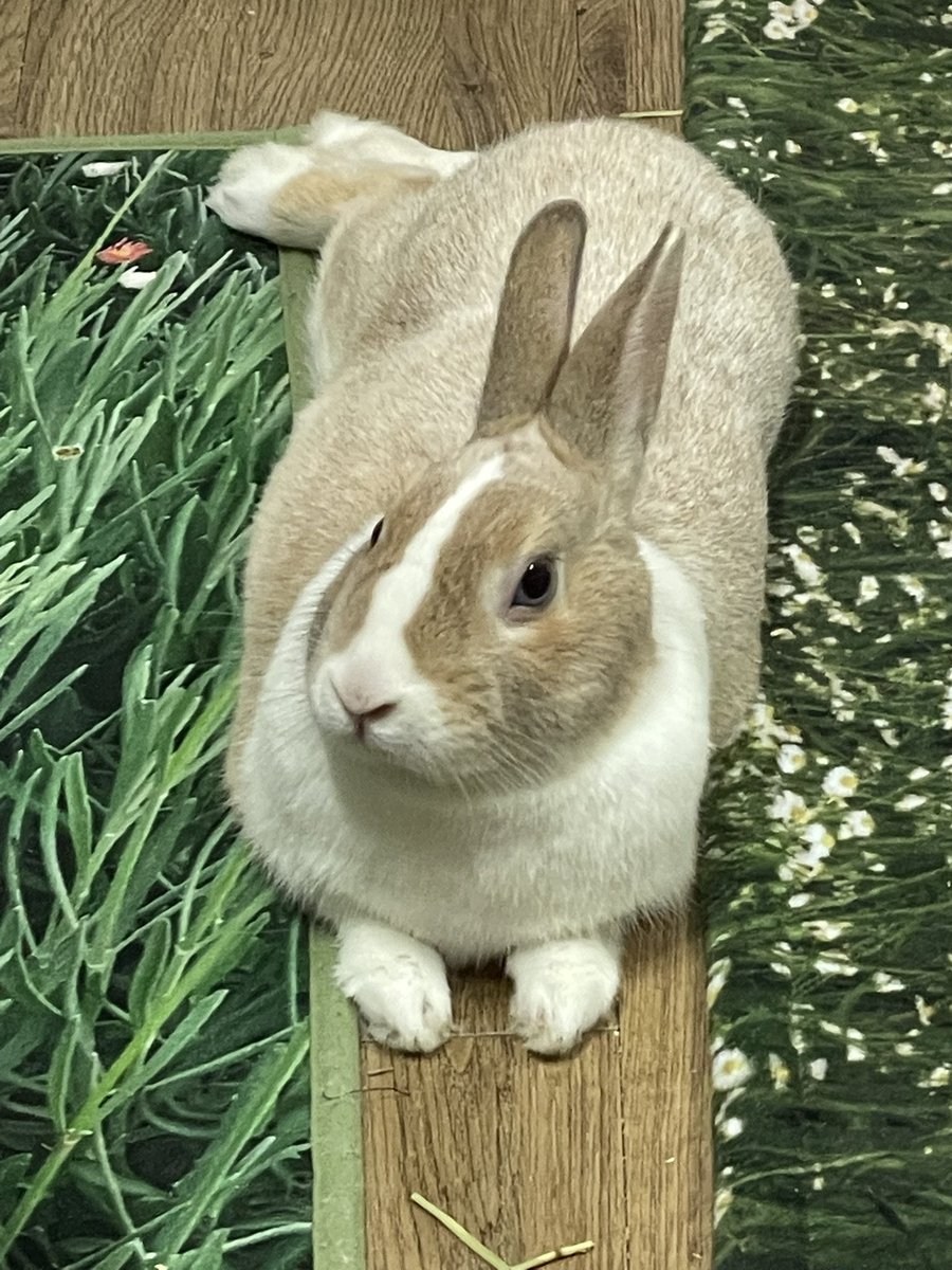 쥬쥬비비 tweet media