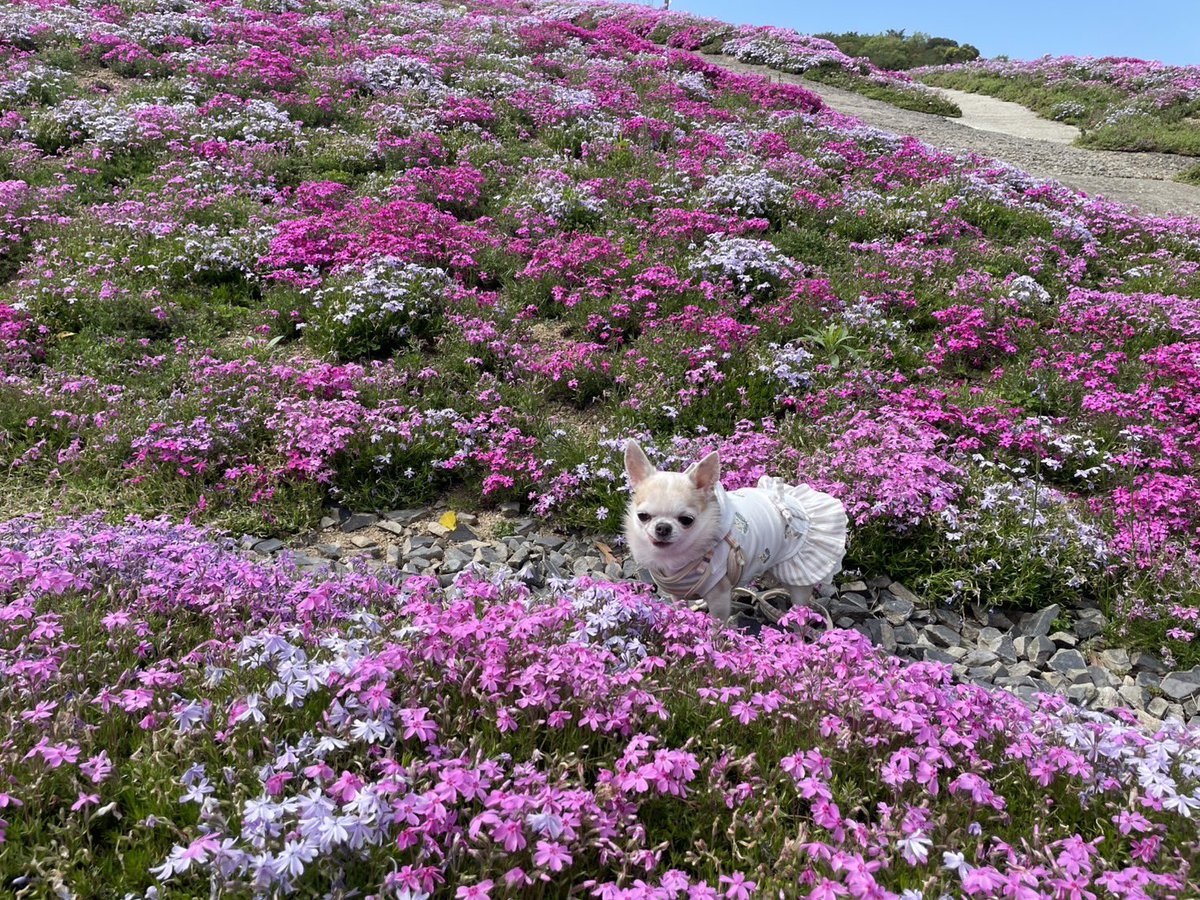 cocoshan0329's tweet photo. 地元の芝桜です🌸🌸🌸
ぴめしゃんと行ってきました🚗³₃
とても綺麗で大満足です💯💯💯
 #チワワ  #チワワ党
 #犬のいる暮らし https://t.co/CUO22ue5sK