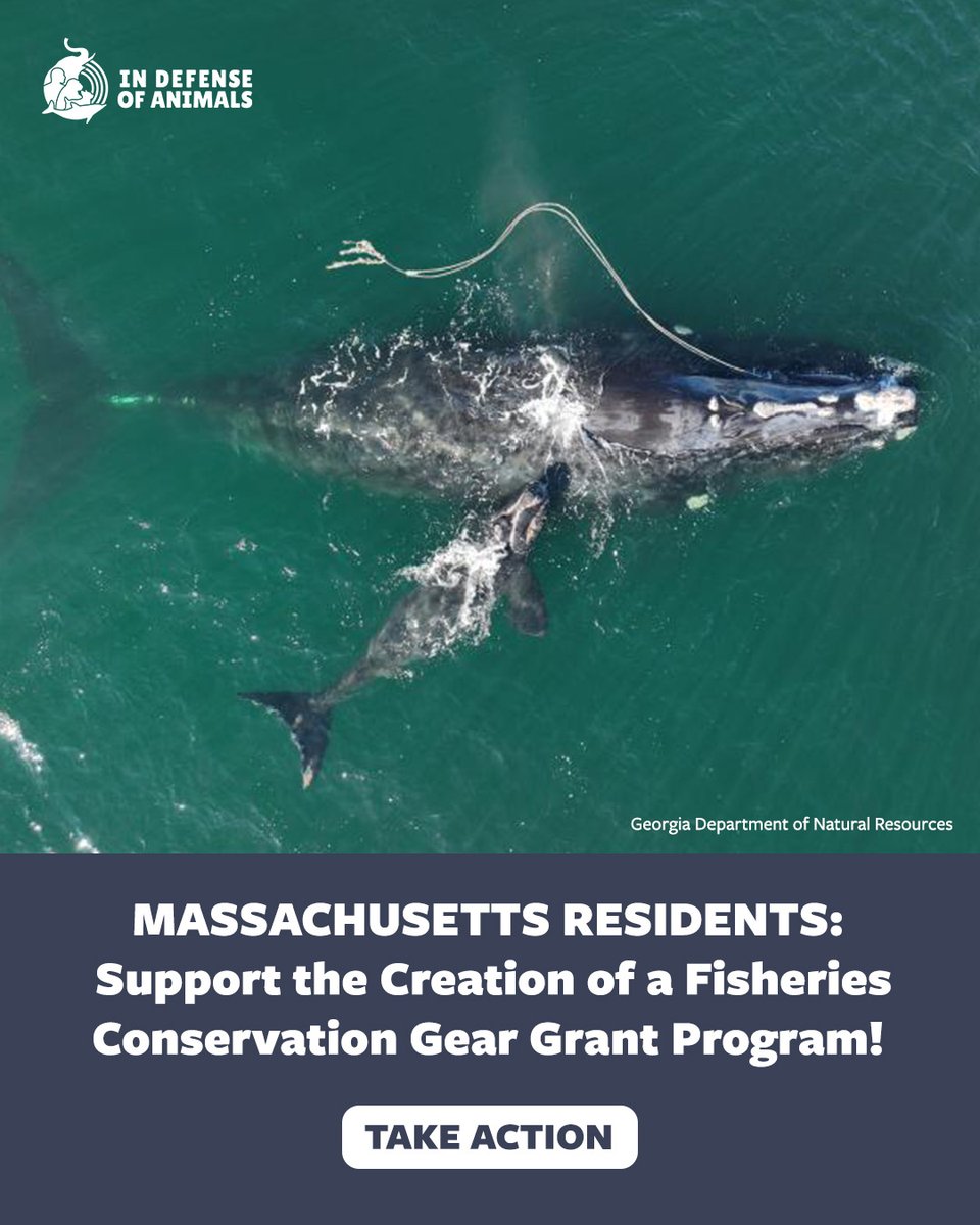 IDAUSA's tweet photo. #Massachusetts Residents: #Whales are suffering & dying after becoming trapped in #fishing gear. Support H.1059 to fund safer gear & #ProtectWhales from slow, painful deaths. Act now!
✍️ https://t.co/SfNwBi4CNE
Pls RT & support https://t.co/ICWCC0Gzlw
#Entanglements https://t.co/hCH0WbUsb2