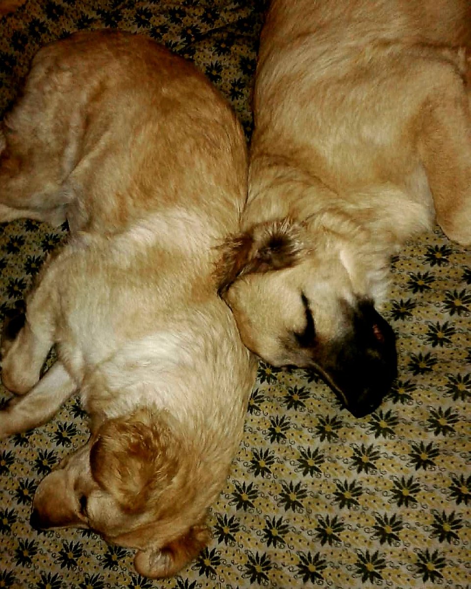 MarcosBarajas77's tweet image. 😍💚🐶🐶 #AdoptaNoCompres