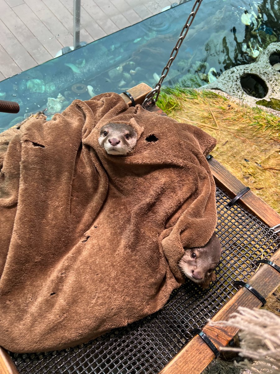 サンシャイン水族館 tweet media