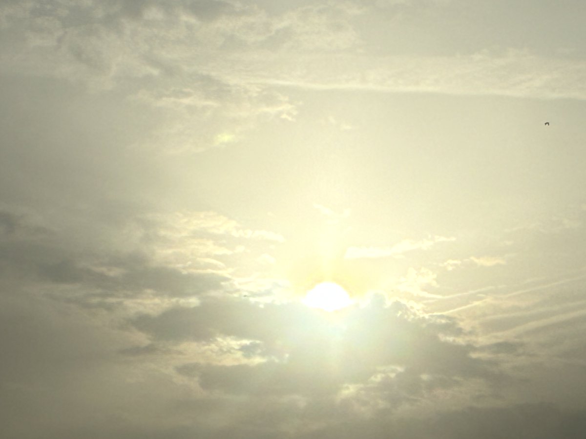 Maurici Preciado tweet media