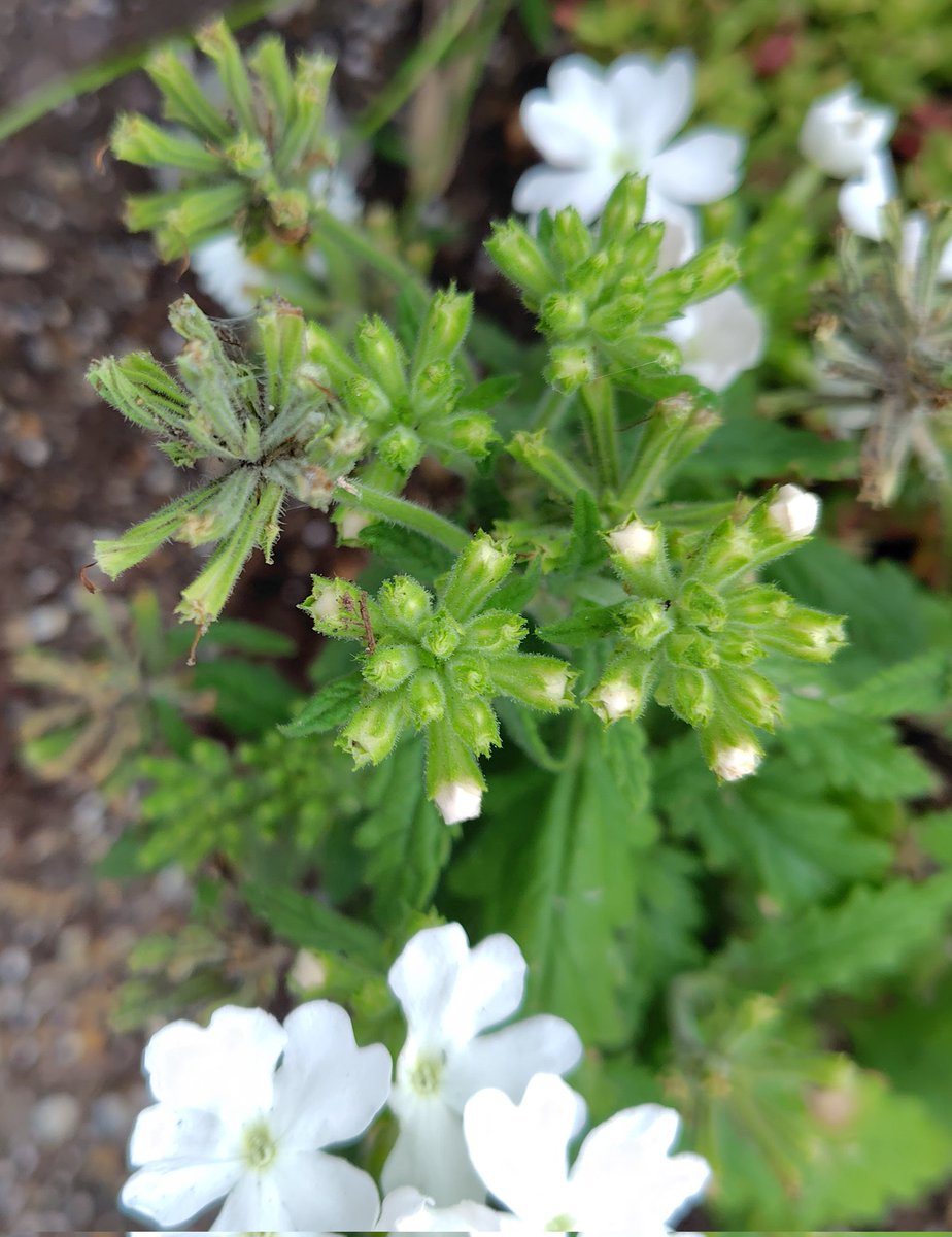 yoshito俺流ですが。なにか？ tweet media