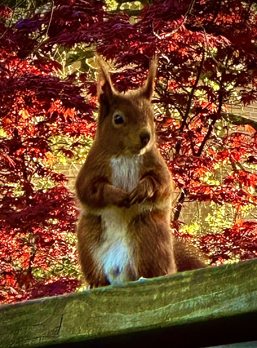 Rene Runningman tweet media