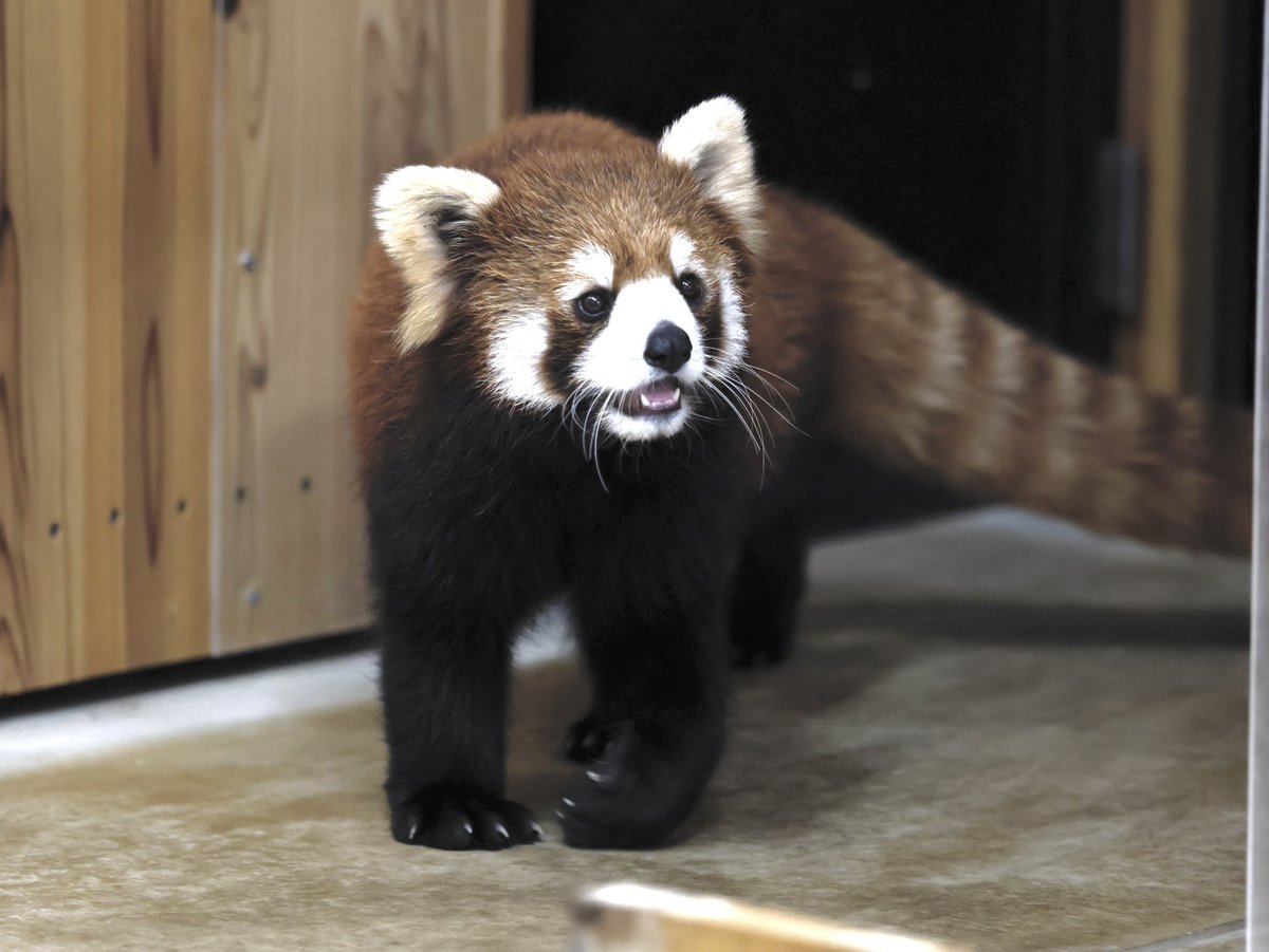 bara@リーファ大好き🥰 tweet media