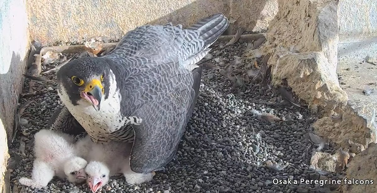 こんにちは🌞

泉大津PA（陸側）があるビルの高層階のベランダにはハヤブサが飛来します。
たびたびライブカメラを確認するのですが、なんと雛2羽と卵2つが！！

毎年春ごろに雛が誕生するようで、今年も順調に成長中です！
寝ている姿からお食事まで、いろんなようすが観察できます🐣