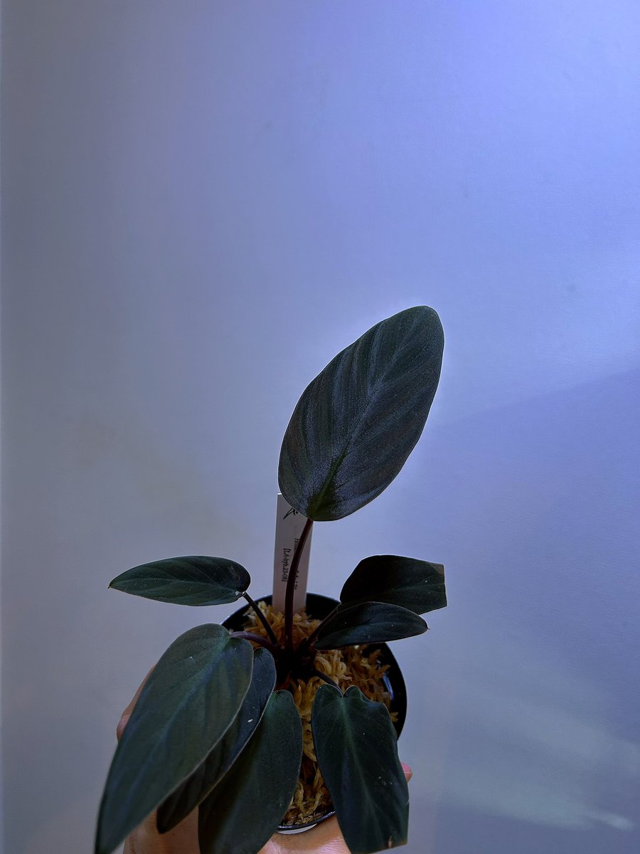 Avi Plants (アヴィプランツ) tweet media