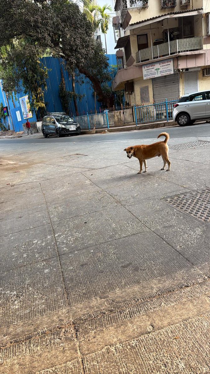 MasterHemal's tweet photo. @mybmc @mybmcWardRN
An aggressive stray dog in our area is attacking and biting residents. Complaint already lodged with BMC,but no action yet.This is a serious public safety issue.Authorities must act immediately.
Near I love IC,Around Kinny's Corner Bldg,IC Colony, Borivali W https://t.co/xedXJYmsXC