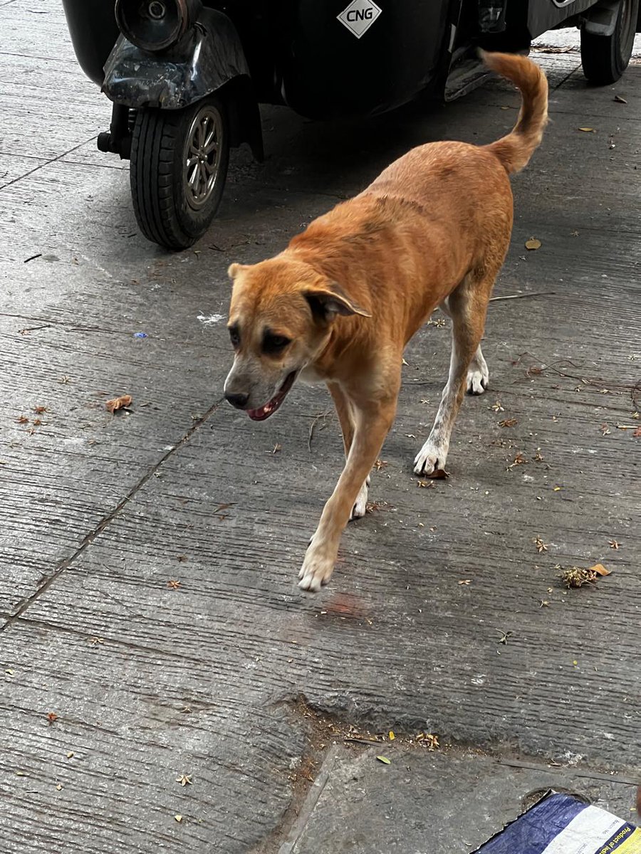MasterHemal's tweet photo. @mybmc @mybmcWardRN
An aggressive stray dog in our area is attacking and biting residents. Complaint already lodged with BMC,but no action yet.This is a serious public safety issue.Authorities must act immediately.
Near I love IC,Around Kinny's Corner Bldg,IC Colony, Borivali W https://t.co/xedXJYmsXC