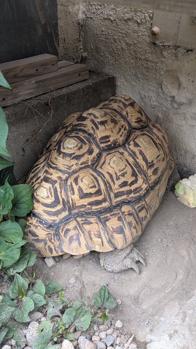 darumamaru's tweet photo. 実家なう
よく寝てますね
全く動きません😪笑
#ヒョウモンガメ https://t.co/uGSBg8hAZm