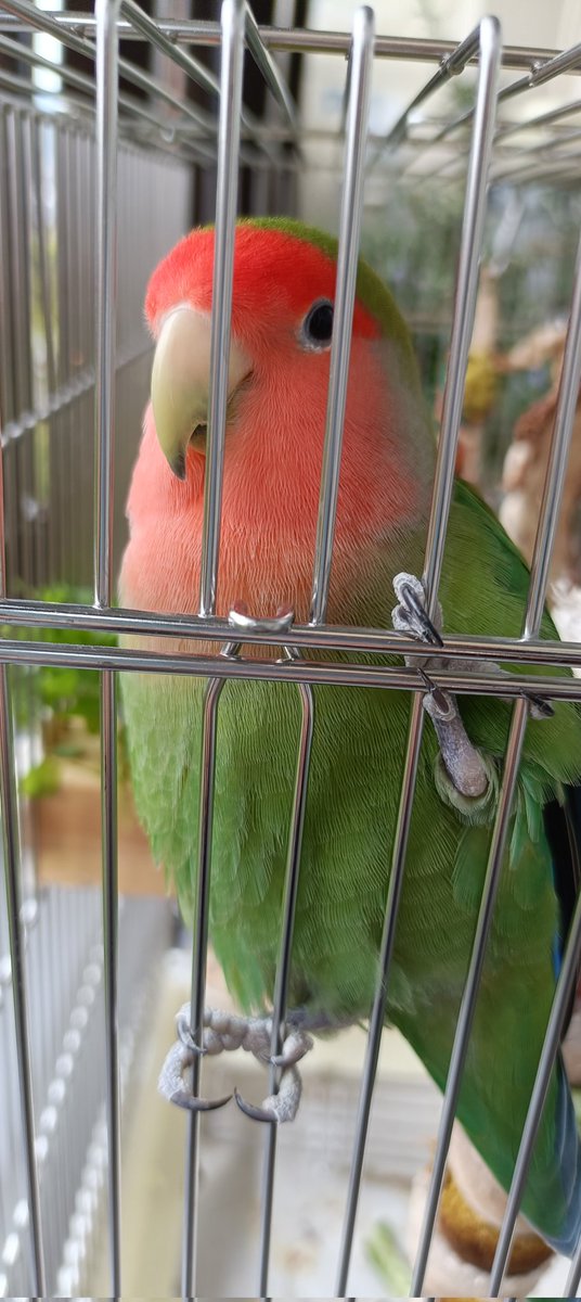 ピースカルテット tweet media