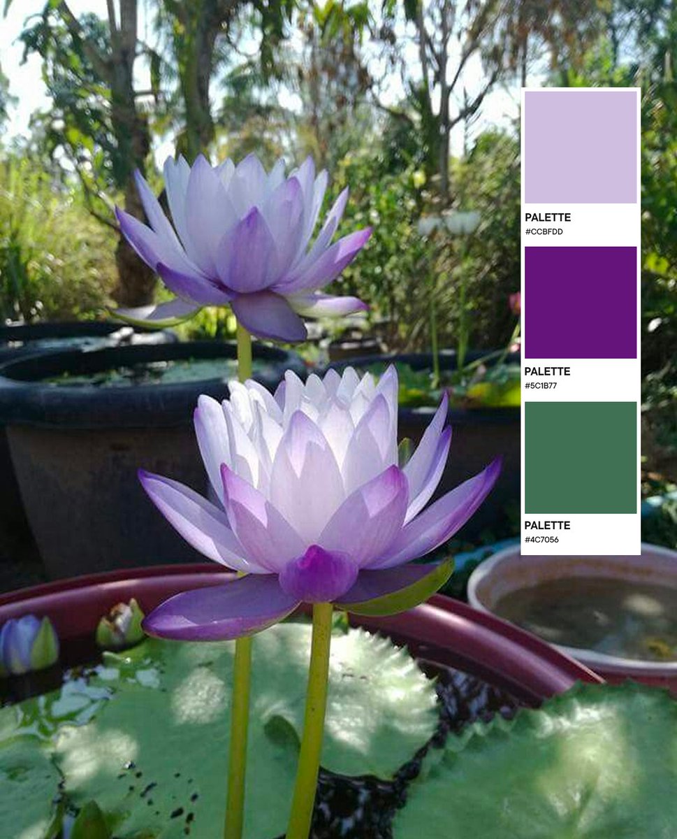 Hirak_Pixel's tweet image. A palette from still water ♡
Lavender bloom, violet depth, quiet green