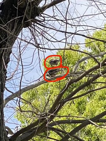 ガラス越しのぼく tweet media