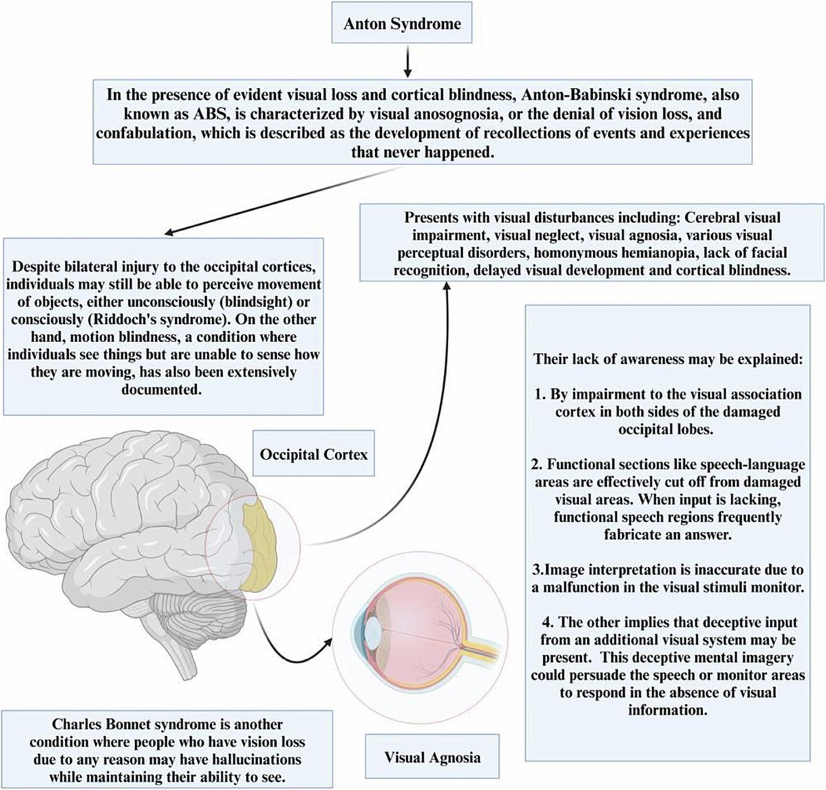 Anton Syndrome (also known as Anton-Babinski syndrome or ABS), a rare condition characterized by a unique form of "denial of blindness". 

A leading theory suggests that functional speech and language areas become disconnected from damaged visual areas. 

Without proper visual