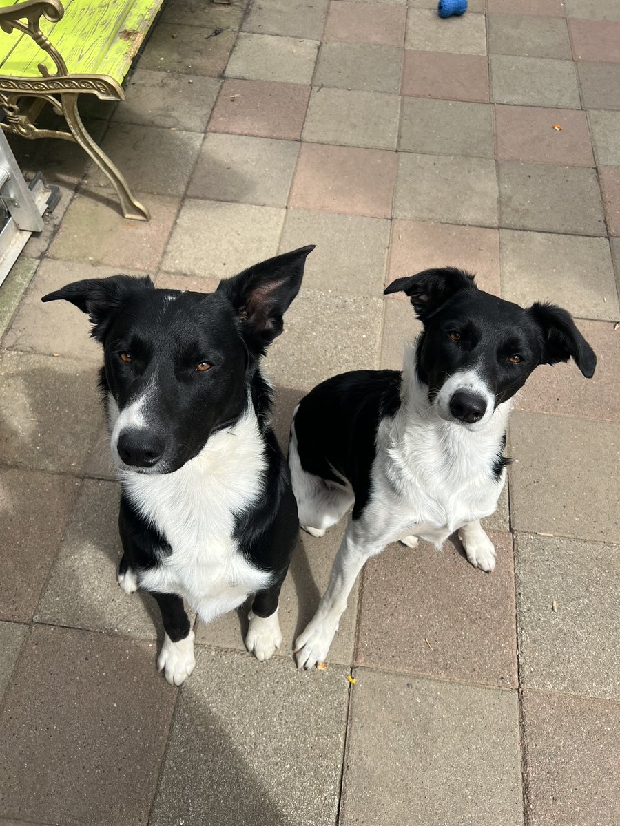 #PostYourPets Benny &amp; Gypsy