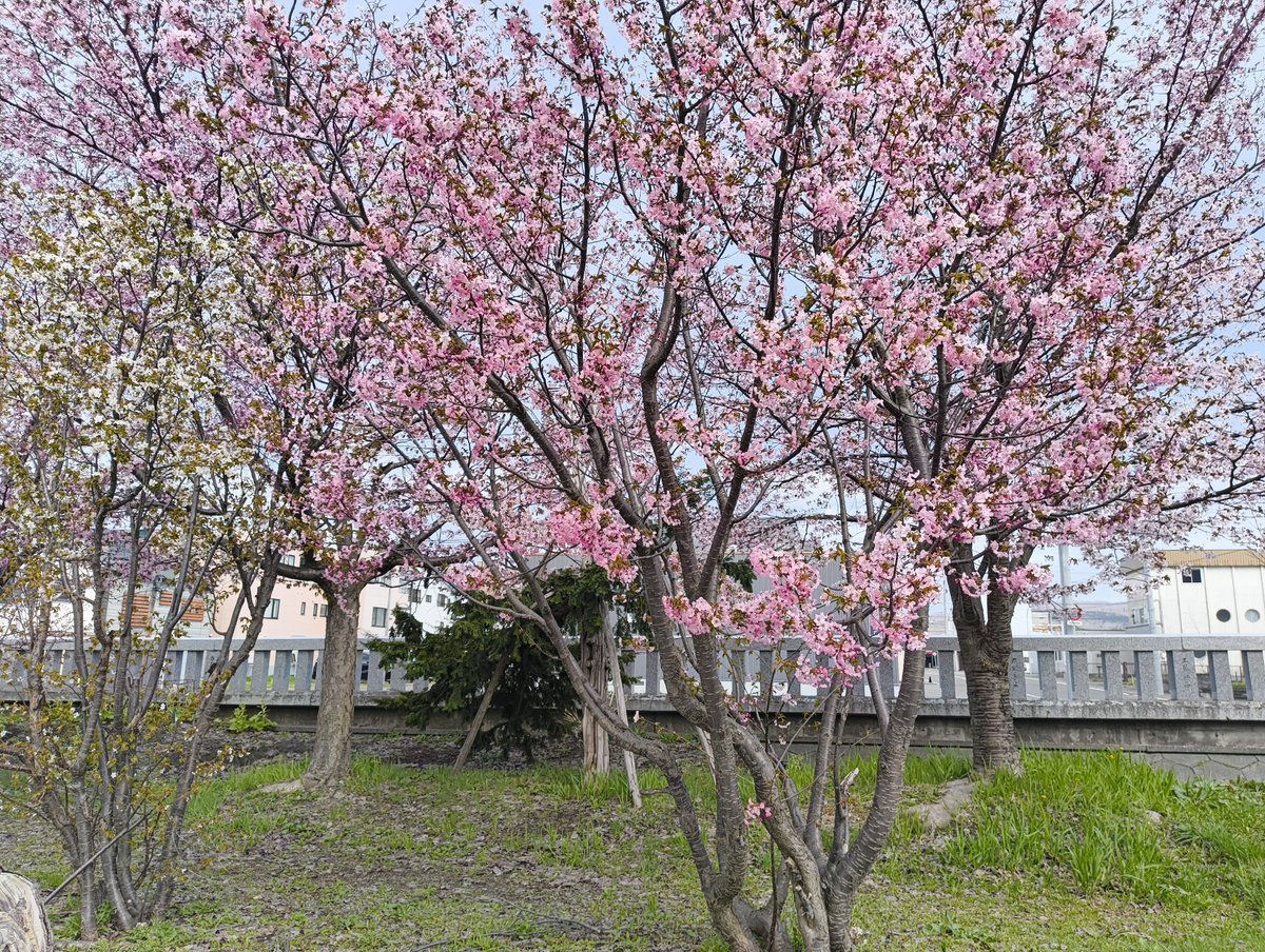 美唄市内各所で桜が咲き始めています🌸
空知神社では８分咲き？くらいでしょうか🤔
4/28にはBBMでお花見会、5/2～5/4はびばいさくら2026を予定しているので、イベント当日に見頃を迎えられるよう全力で祈っています🙏
#美唄 #ふるさとびばい #ふるさと美唄応援団 #桜 #空知神社