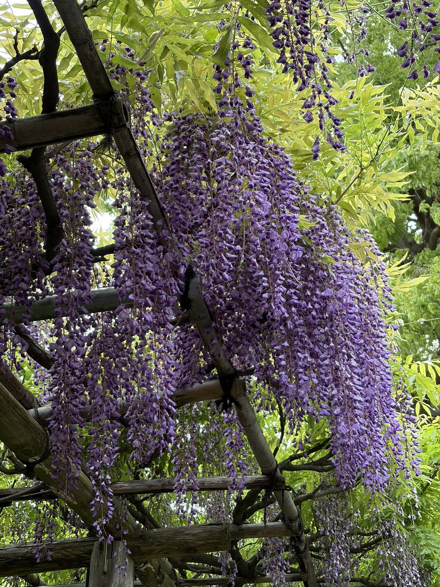 テンパ tweet media