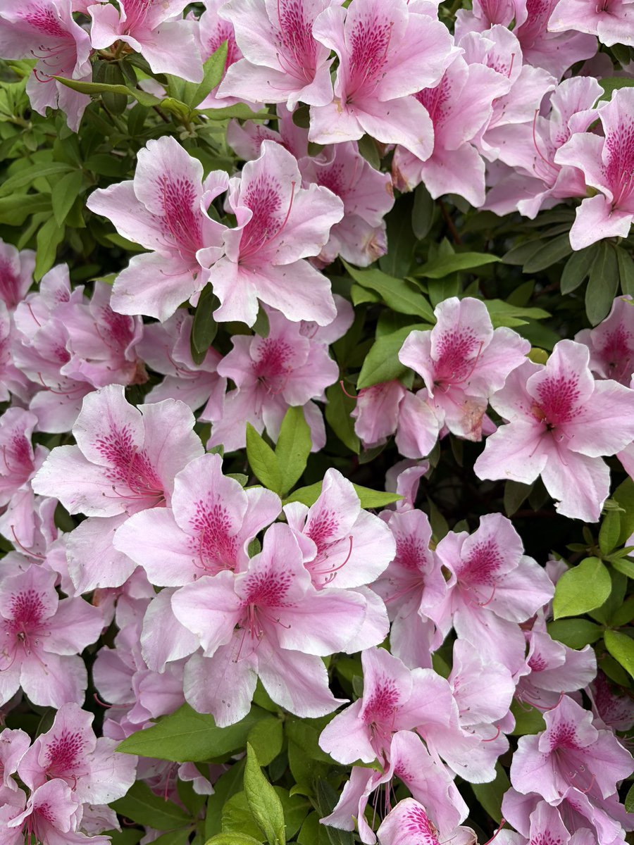 テンパ tweet media