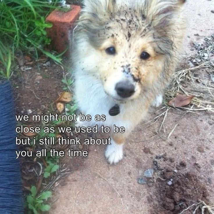 caninepoetry tweet media