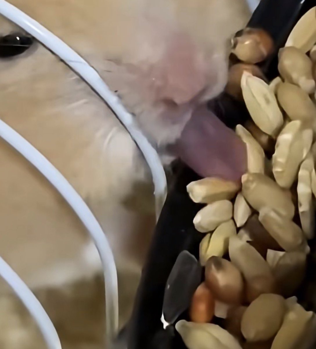 짓푸라기 tweet media