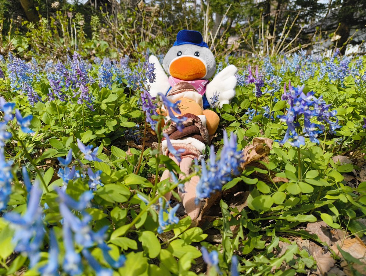 おまけのエゾエンゴサク
撮影時期を逃しちょっとシナシナしていました🥲