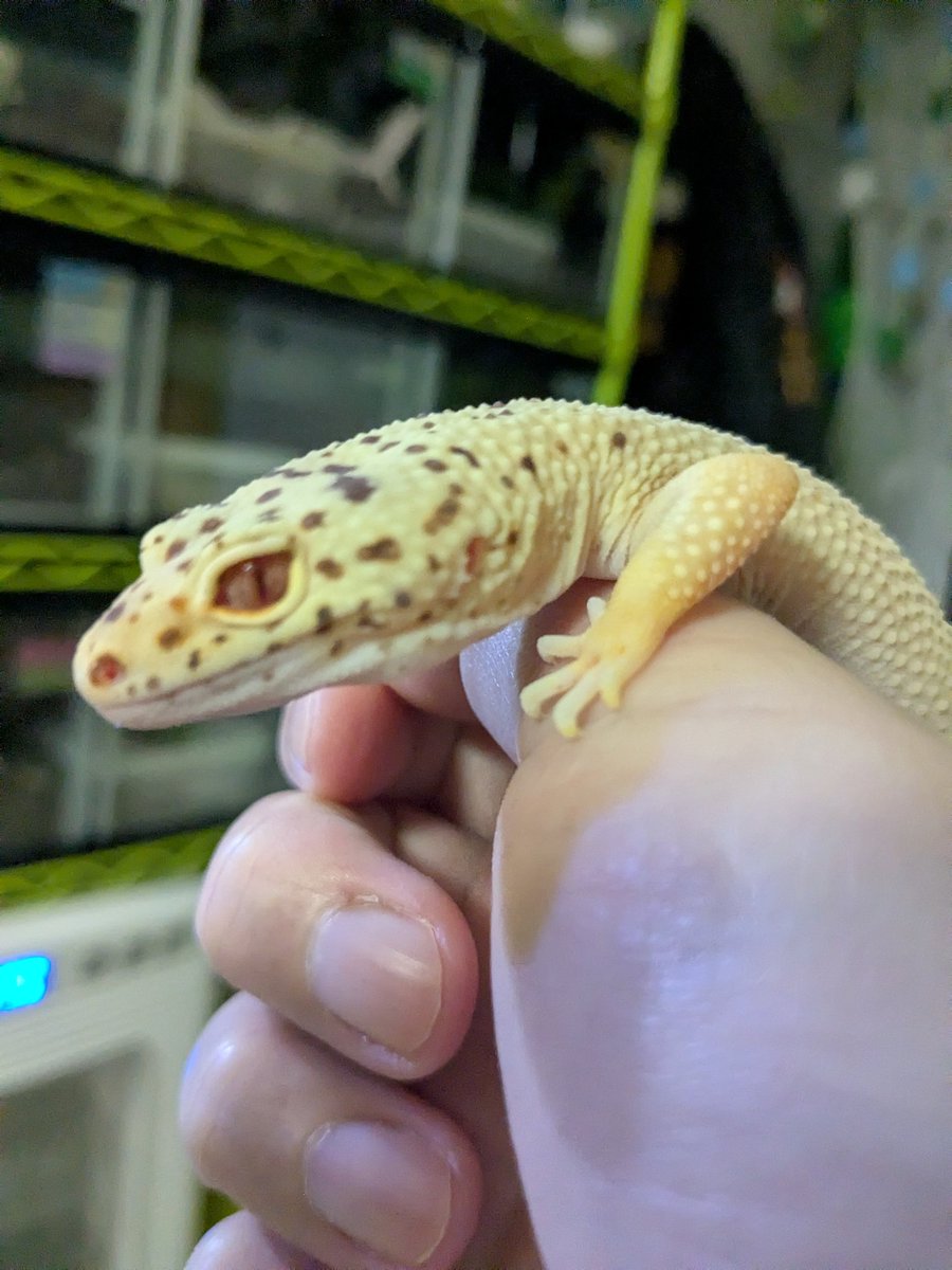 madrigaleopa's tweet photo. #NEWReptilesDay
4月26日　マドリガルブースでお待ちしています。
レオパと植物と水草とベタ。
オール札幌産です。
ショッピングカートは前日まで公開中。
https://t.co/TupS1cPELE https://t.co/SsZ22tvlAK