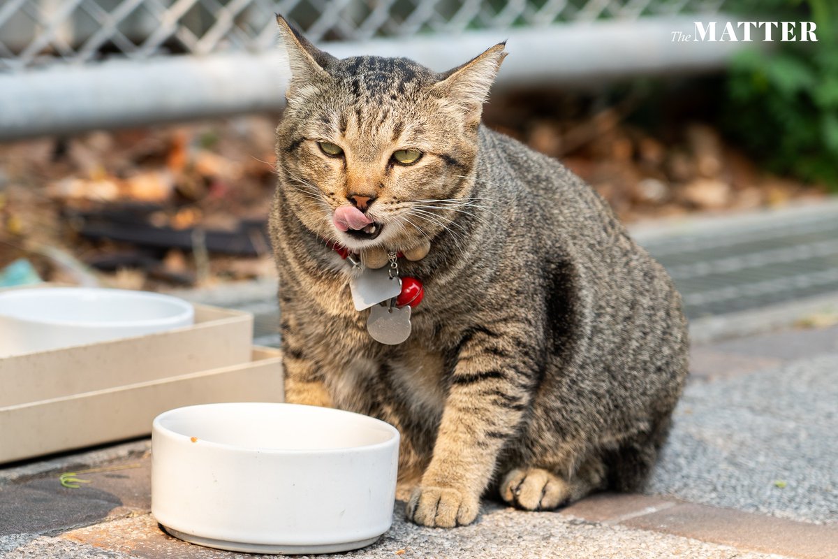 The MATTER tweet media