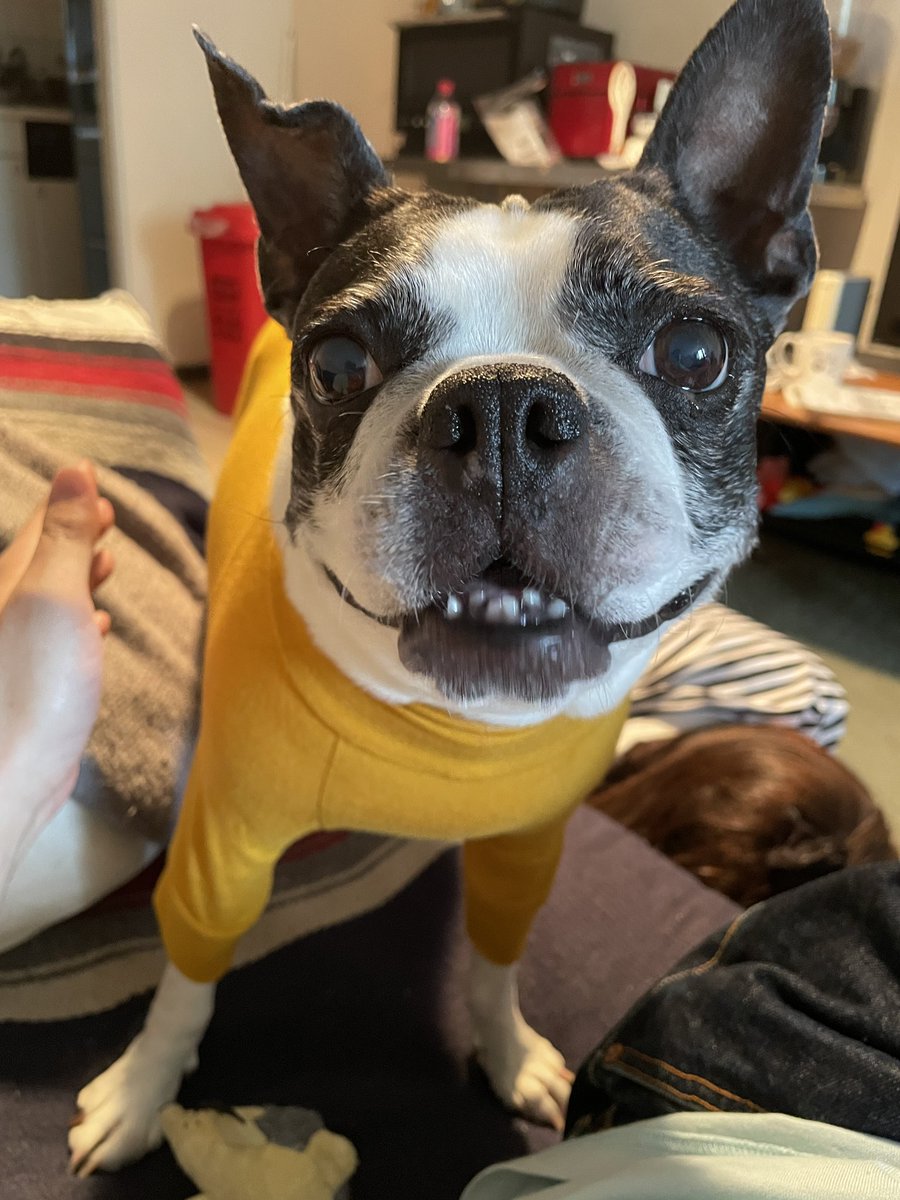 ぼすとんず tweet media