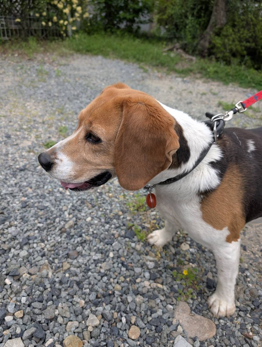 ネモ＆レオ tweet media