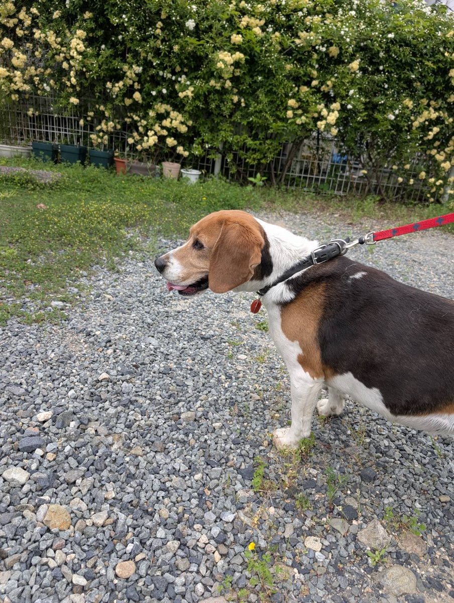 ネモ＆レオ tweet media