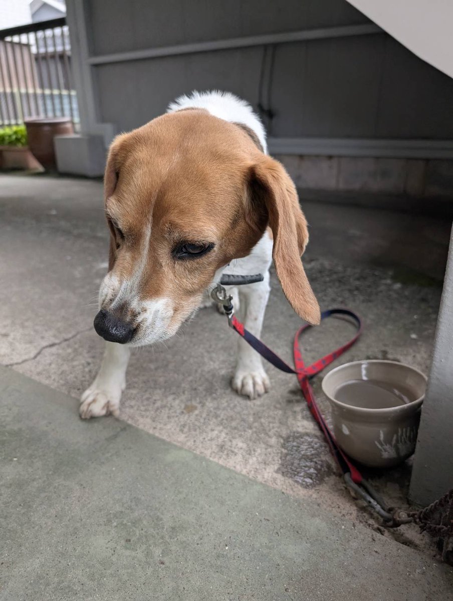 ネモ＆レオ tweet media